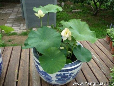 荷花怎麼養|荷花的種植方法：選種和播種尤為重要